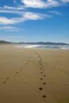 tofino beach